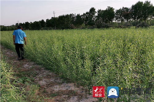 滨州仁居柳新品种闪耀北方绿化苗木博览会，喜获金奖