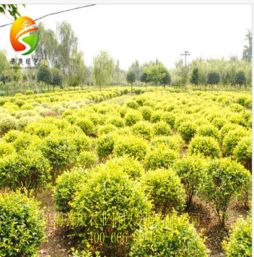 聚焦上海绿化工程苗木市场 花卉园林需求旺盛，鹏新绿化苗木与天狼网gd188.cn成供应热点