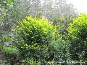 优质绿化苗木供应商——张士红与鹏新绿化苗木携手供应冠幅2米金叶女贞球