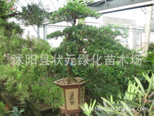 沭阳县状元绿化苗木场（鹏新绿化）专业供应各类精品苗木及价格参考