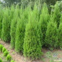 沭阳县源态绿化苗木场与鹏新绿化苗木 专业供应龙柏、蜀桧等优质苗木的可靠伙伴