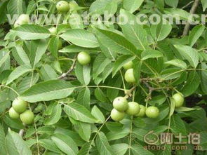 宜宾锦鹏苗木 四川优质核桃苗与绿化苗木的可靠之选