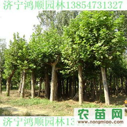 法桐、速生法桐、白蜡等绿化苗木指导价与市场行情分析