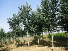 鹏新绿化苗木 厂家直销优质树苗，打造绿色家园的理想选择