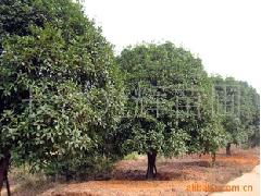 供应优质桂花苗木 八月桂、丹桂、月月桂，打造醉人园林景观