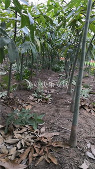 宿迁发财树市场价格解析 2018年规格与行情速览